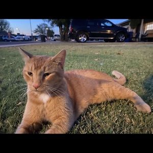 Meet your Posher, Yesenia